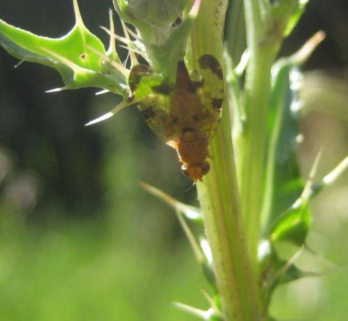 Xyphosia miliaria